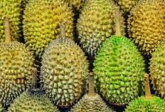 Bantuan Bibit Durian Tumbuh dengan Subur, Berharap Bawa Manfaat Ekonomi Bagi Masyarakat 