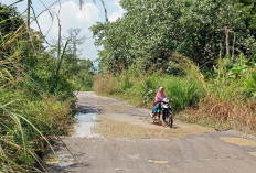 Rumput Liar Menutupi Bahu Jalan Sukabumi - Suoh, Warga Was - Was Ada Binatang Buas Yang Melintas 