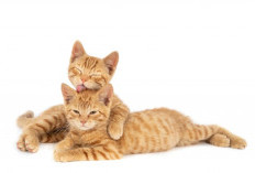 Evolusi Kucing: Dari Hewan Liar Menjadi Sahabat Manusia