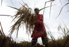 Subsidi NPK dan Urea Perkuat Produktivitas Pertanian Nasional