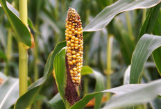 Kenali Penyakit Pada Tanaman Jagung Yang Harus Diwaspadai