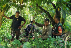 Warga Suoh Dengar Suara Geraman Diduga Harimau Sumatera