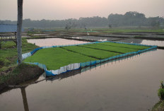 Musim Tanam Rendeng, 1.736 Hektar Sawah di Tanami