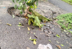 Warga Keluhkan Jalan Rusak  Menuju SDN 1 Waymengaku