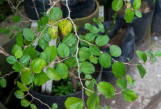 Manfaat Kesehatan Daun Bidara