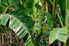 Mencegah Serangan Layu Fusarium pada Tanaman Pisang