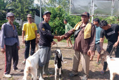 Lomboktimur Kembangkan Sektor Peternakan 