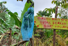 Pencurian Pisang dan Entres Kopi  Resahkan Petani Gedungsurian