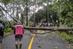 Delapan dari 14 Bencana Alam di Indonesia Ada di Pesisir Barat