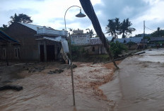 Banjir Melanda BNS, Tiang Listrik Roboh dan 11,5 Ha Sawah Terendam