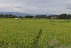 Petani Pesisir Barat Serap 5.868 Ton Pupuk Subsidi