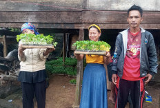 Dukung Petani Lokal,  Suryanto Bagikan  Ribuan Bibit Cabai