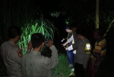 Ancaman Buaya di Way Semaka, Polisi Imbau Tingkatkan Kewaspadaan