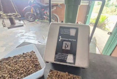 Setelah Fluktuasi, Harga Kopi Stabil di Rp47.000