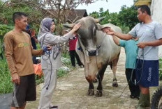 Dua Sapi Kurban Asal Metro Dibeli Presiden