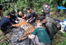 Evakuasi Harimau Sumatera  Berakhir Fatal di Lembah Hijau 