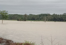 Sekitar 35 Hektare Tanaman Padi Terendam Banjir