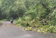 Pohon Tumbang Kerap Terjadi di Jalan Liwa-Krui