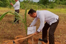 Dukung Ketahanan Pangan Nasional, Rutan Krui Tanam 600 Bibit Kelapa