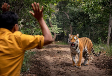 Untuk Kedua Kalinya, Warga Bertemu Harimau di Jalan Sukabumi-Suoh