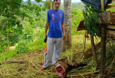 Harimau Sumatera Kembali Teror Warga,  Kambing Ternak di Pelitajaya Dimangsa