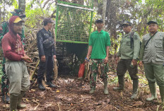 Memantau Pergerakan Harimau Sumatera, Tim Gabungan Pasang 11 Camera Trap Di Suoh Dan BNS