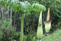 Amorphophallus Titanum Mekar di KRL, Ketua TP-PKK Lampung Barat Ajak Wisatawan Nikmati Keindahannya 