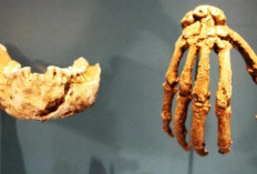 Homo Naledi: Manusia Purba Bertangan Kuat yang Ahli Memanjat
