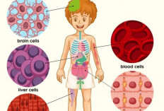 Mengenal Struktur Sel Manusia dan Perannya dalam Tubuh 