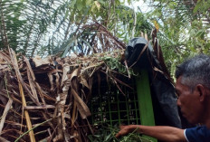 Teror Beruang Madu  di Bangkunat Mereda