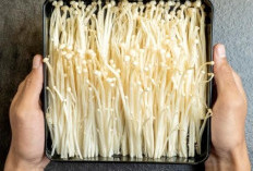 Tips dan Cara Tepat Menyimpan Jamur Enoki agar Tetap Segar