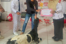 HUT RI ke-80, Pekon Purawiwitan Hadiahi Kambing untuk Pemangku Terbaik