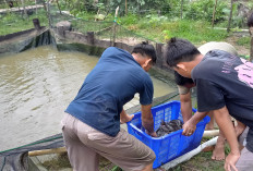 Hingga Juni, Hasil Produksi Ikan Air Tawar Capai 120,18 Ton