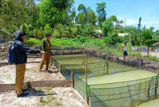 Diskan Maksimalkan  Budidaya Ikan Air Tawar