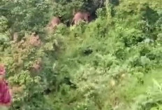 Kawanan Gajah Mengarah  ke Permukiman Penduduk