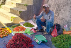 Harga Cabai Naik di Lampung Barat