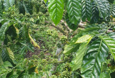 Panen Raya Tahun Ini,  Petani Kopi Optimis Panen Melimpah Diikuti Harga Tinggi 