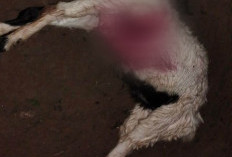 21 Ekor Kambing Dimangsa Beruang