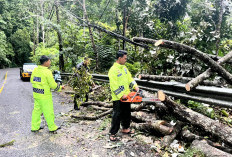 Pohon Tumbang Di PAL 9, Tim Tanggap Bencana  Polres Sigap Evakuasi 