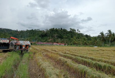 Mengawali 2025, Petani di Suoh-BNS   Mulai Panen Perdana 