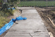 Jalan Usaha Tani Padangcahya  Dongkrak Produktivitas Petani 
