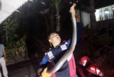 Kobra 1,2 Meter Muncul di Dapur Saat Hajatan, Warga Klaten Panik