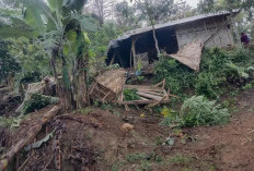 Tiga Rumah Warga Suoh Rusak Akibat Serangan Gajah Liar