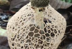  Jamur Tudung Pengantin (Phallus Indusiatus),  Keajaiban yang Menjadi Kekayaan Flora di TNBBS Liwa