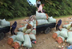 Harga Anjlok, Wortel Petani Berakhir di Tempat Sampah