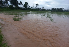 40 Persen Dari 60-an Hektar Areal Sawah Padi Di Kebun Tebu Terdampak Banjir Way Besai  