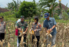 Polres Pesbar Turut Sukseskan  Panen Raya Jagung di Ngaras