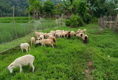Pemerintah Pekon Negeri Ratu Kembangkan Budidaya Kambing dan Domba
