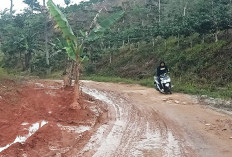 Protes Tak Kunjung Diperbaiki,  Warga Tanam Batang Pisang di Jalan Rusak