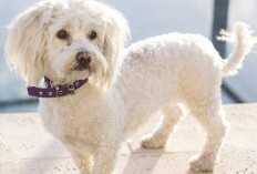 Keunikan dan Perawatan Anjing Maltese